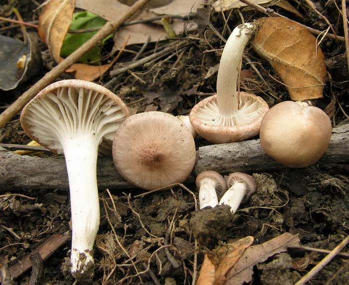 Hygrocybe roseascens image