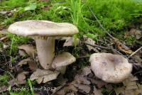 Lactarius argillaceifolius var. argillaceifolius image