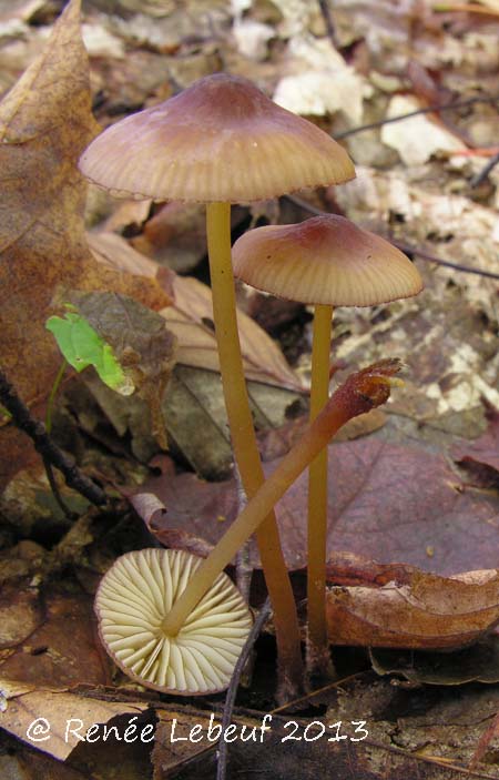 Mycena image