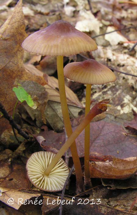 Mycena atkinsoniana image