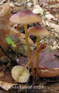 Image of Mycena atkinsoniana