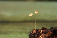 Mycena speirea image