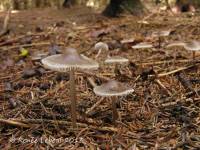 Mycena tenax image