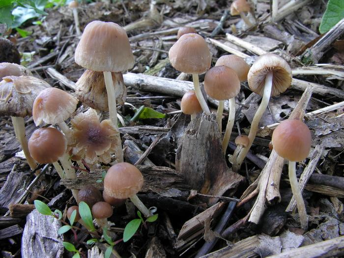 Psathyrella superiorensis image