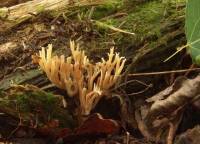 Ramaria apiculata var. brunnea image