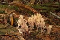 Ramaria apiculata image