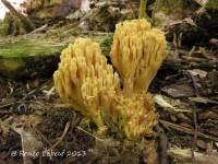 Ramaria flavobrunnescens image