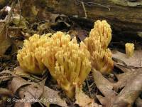 Ramaria flavobrunnescens image