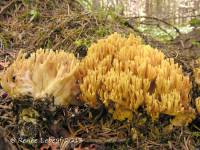 Ramaria brunneicontusa image