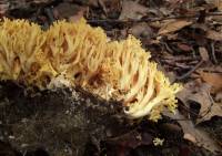 Ramaria lutea image