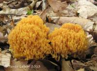 Ramaria divaricata image