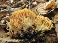 Ramaria divaricata image