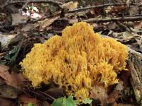 Ramaria lutea image