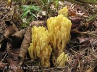 Ramaria flava var. pinicola image