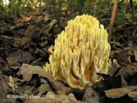 Ramaria flava var. pinicola image