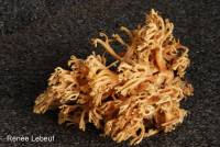 Ramaria flavescens image