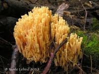 Ramaria flavobrunnescens image