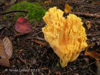 Ramaria flavobrunnescens var. flavobrunnescens image