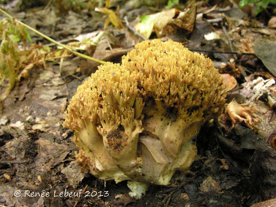 Ramaria fumigata var. fumigata image