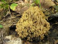 Ramaria fumigata var. fumigata image