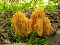 Ramaria leptoformosa image