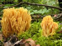 Ramaria leptoformosa image