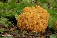 Ramaria leptoformosa image