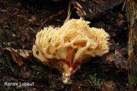 Ramaria sanguinea image