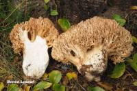 Ramaria rubripermanens image