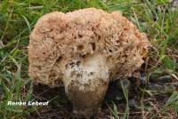 Ramaria rubripermanens image