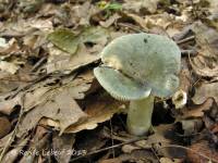 Russula redolens image