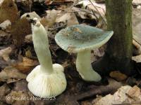 Russula redolens image