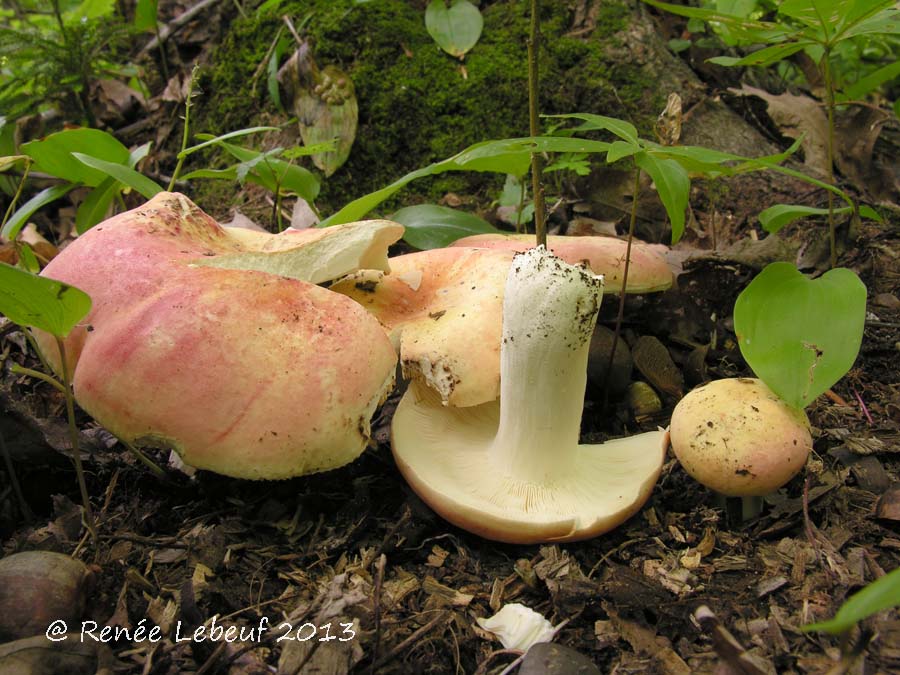 Russula veluticeps image