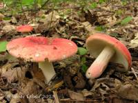 Russula veluticeps image