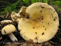 Russula veluticeps image