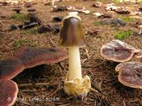 Amanita subnigra image