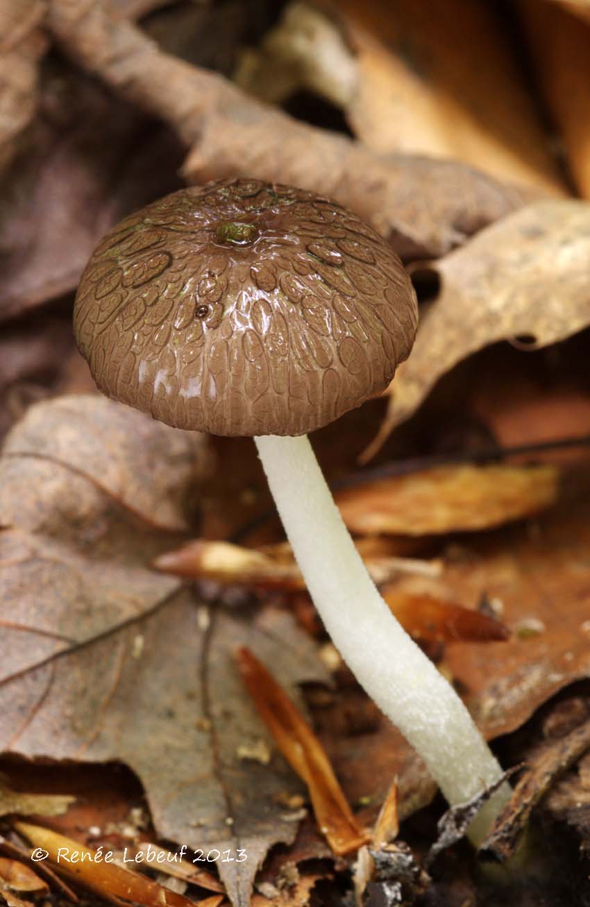 Bolbitius reticulatus image