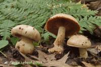 Cortinarius firmus image