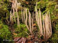 Alloclavaria purpurea image