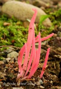 Clavaria rosea image