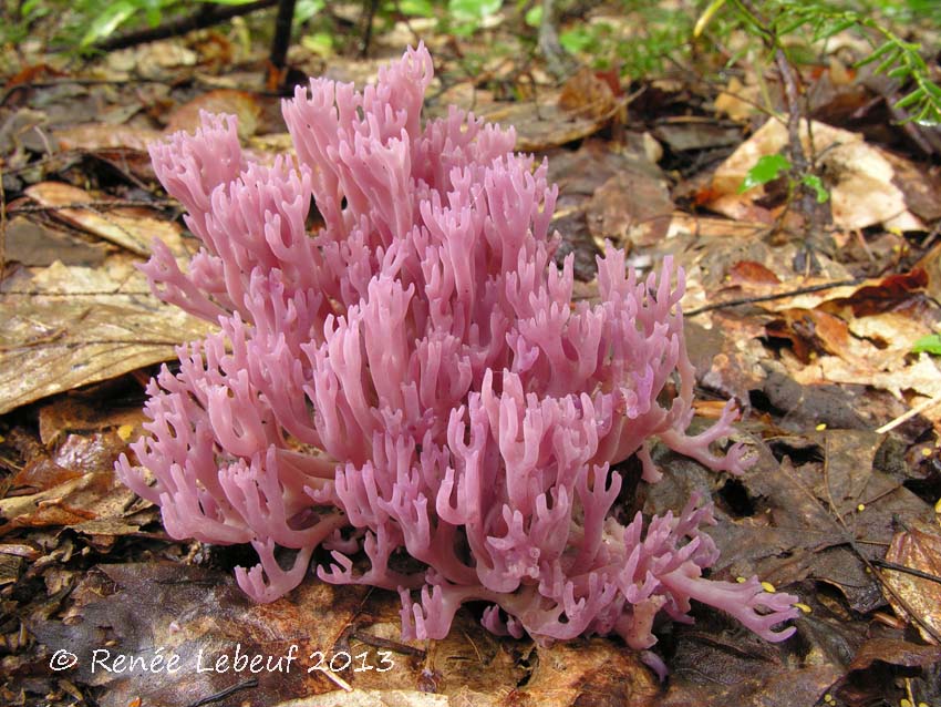 Clavaria zollingeri image