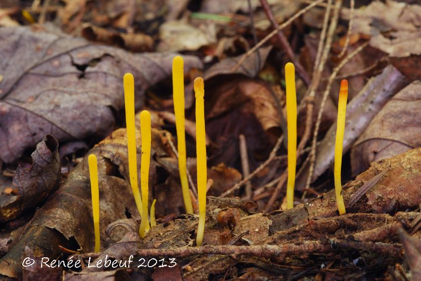 Clavulinopsis laeticolor f. laeticolor image