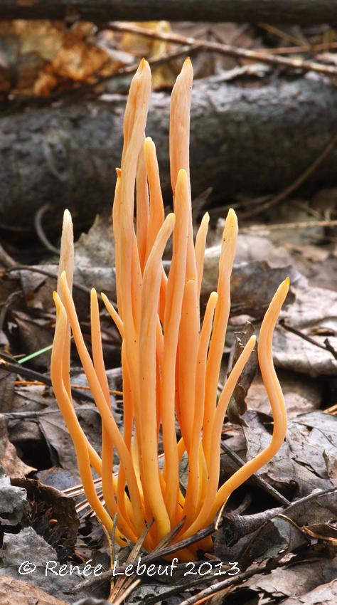 Clavulinopsis miniata var. miniata image