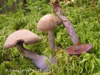 Cortinarius brunneotinctus image