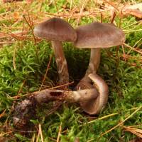 Cortinarius nigrellus image