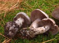 Cortinarius quarciticus image