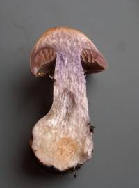 Cortinarius quarciticus image