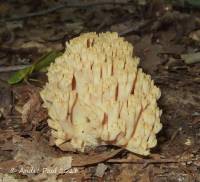 Ramaria flavigelatinosa var. megalospora image