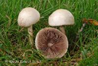 Agrocybe dura image