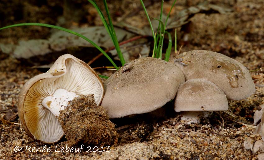 Lyophyllum fuligineum image